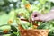 Hands picking zucchini flowers with basket in vegetable garden,