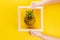 Hands with pineapple on summer rich yellow background