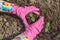 Hands in pink gloves, care about young sprout cucumber on the bed