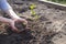 Hands are planting green tree sapling in a soil