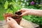 Hands planting a maple tree seedling in a flower pot