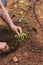 Hands planting a pepper seedling