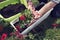 Hands planting red pelargonium