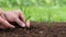 Hands planting a seedling in the ground