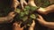 Hands planting seedling plants together in soil