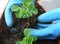 Hands planting a small plants