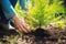 hands planting a small tree in a sunny backyard