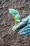 Hands planting a small young plant. Gardening as a hobby