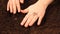 Hands planting squash seeds closeup