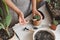 hands planting succulent houseplant in new pot. Home gardening