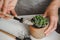 hands planting succulent houseplant in new pot. Home gardening