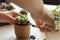 hands planting succulent houseplant in new pot. Home gardening