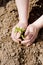 Hands Planting a Tree