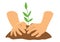 Hands planting a tree