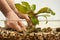 Hands planting water plant in aquarium