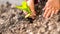 Hands planting a young green shoot