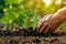 Hands planting young tree in soil