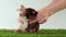 Hands play with domestic dumbo rats on green grass and white background. Black and Siamese white rat. The pets are