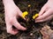 Hands plucking coltsfoot blooming flowers