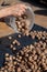 Hands pour walnuts from plastic bucket