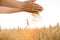 Hands pouring ripe wheat grain on cereal field