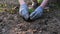 The hands prepare the soil and plant the seedling in the ground