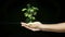 Hands presenting digital green plant growing