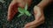 Hands protect seedling in soil. Close-up planting. Ecology new life and Earth Day concept.