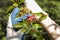 Hands with protective gloves peel off sick leaves of the peach tree.