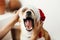 Hands putting on adorable dog santa hat with funny emotions, sit
