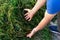 Hands reach for pile of green algae