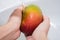 Hands and red-green mango under a stream of water. Girl washes mangoes