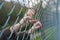 Hands of a refugee woman on a wire fence