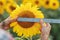 Hands with ruler checking size of flower at sunflower field. Harvesting and farming.