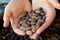 Hands scooping cacao beans