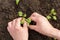 Hands seeding, planting young plants in garden in spring