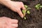 Hands seeding young green plants in garden in spring