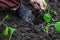 Hands with seedling of cabbage ready to plant in the vegetable garden