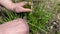 Hands of an senior adult cuts green onions with scissors