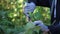 Hands of senior farmer with secateurs at farm greenhouse in blue protective gloves, gardening, agriculture, harvest and