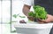 Hands of senior man washing and rubbing green lettuce at home. Vegetables soak with water in basin or sink. Healthy food and