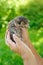 Hands of senior woman holding little kitten