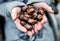 Hands of senior woman holding roasted chestnut outdoors in winter.