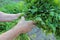 Hands of a senior woman picking parsley in the garden. Close-up of  female hands with bunch of greens