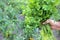 Hands of a senior woman picking parsley in the garden. Close-up of  female hands with bunch of greens