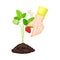 Hands Setting Young Strawberry Plant in Soil Vector Illustration