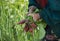 The hands of a simple old rural worker with a bundle of radishes torn from the ground. Close-up. Rural farming work of ordinary pe