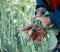 The hands of a simple old rural worker with a bundle of radishes torn from the ground. Close-up. Rural farming work of ordinary pe