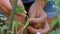 Hands slowly pull a Tobacco Hornworm off of a young tomato plant