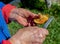 hands with a small knife cleaning an orange mushroom